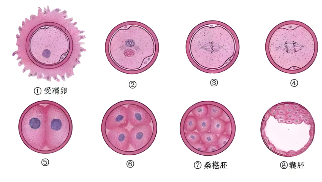 胚胎停止发育的原因有哪些